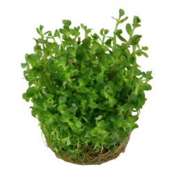 Rotala indica 'Bonsai', 1-2-Grow! 