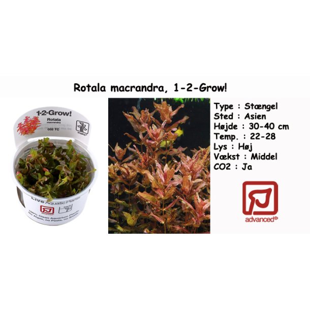 Rotala macrandra, 1-2-Grow! 