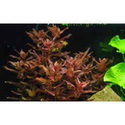 Rotala macrandra, 1-2-Grow! 