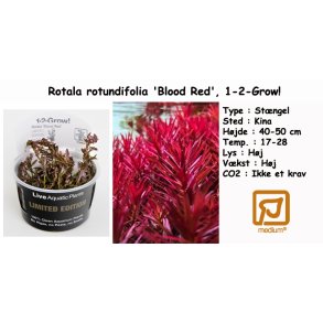 Rotala rotundifolia 'Blood Red', 1-2-Grow!