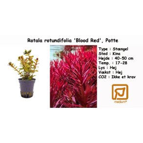 Rotala rotundifolia 'Blood Red', Potte