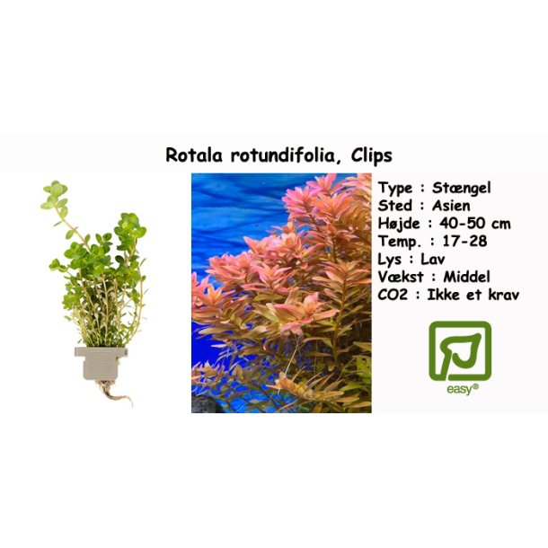 Rotala rotundifolia, Clips