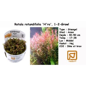 Rotala rotundifolia 'H'ra', 1-2-Grow! 