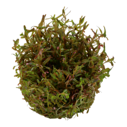 Rotala rotundifolia 'H'ra', 1-2-Grow! 