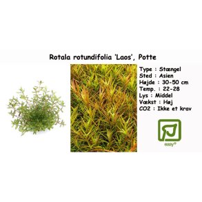 Rotala rotundifolia �Laos�, Potte