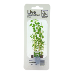 Rotala rotundifolia, Minipotte