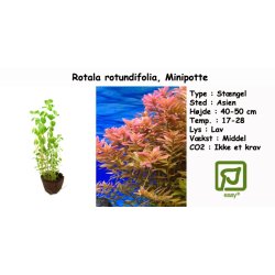 Rotala rotundifolia, Minipotte