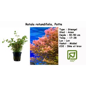 Rotala rotundifolia, Potte