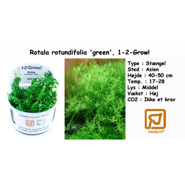 Rotala rotundifolia 'green', 1-2-Grow! 