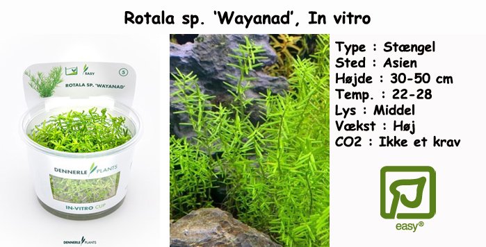 Rotala sp. 'Wayanad', In vitro - Akvarieplanter 1-2-Grow og In Vitro ...