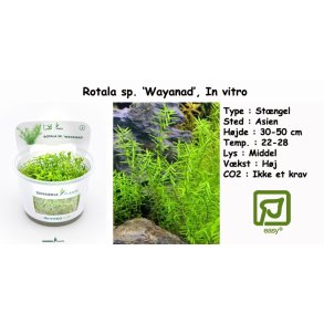 Rotala sp. 'Wayanad', In vitro