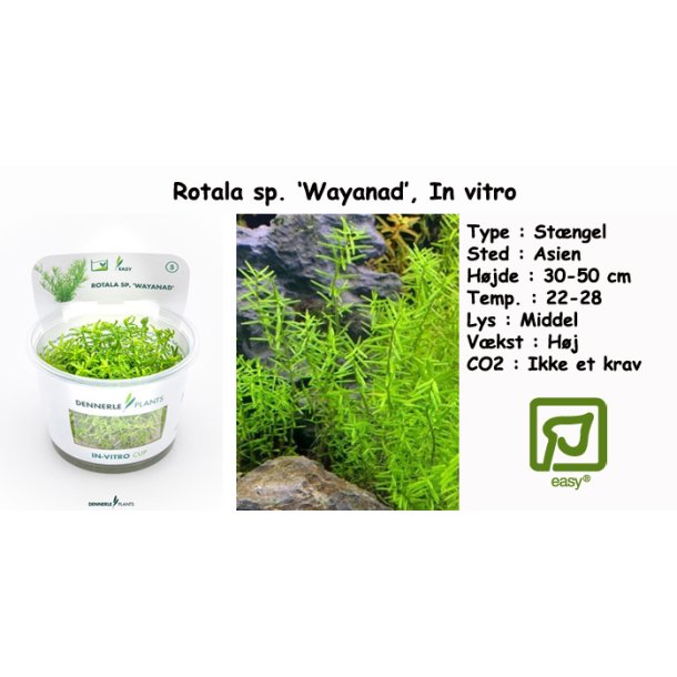 Rotala sp. 'Wayanad', In vitro