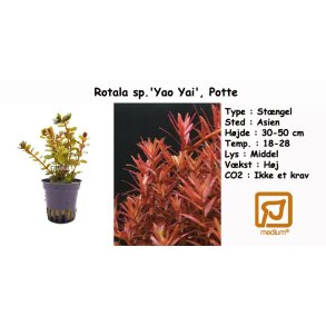 Rotala sp.'Yao Yai', Potte