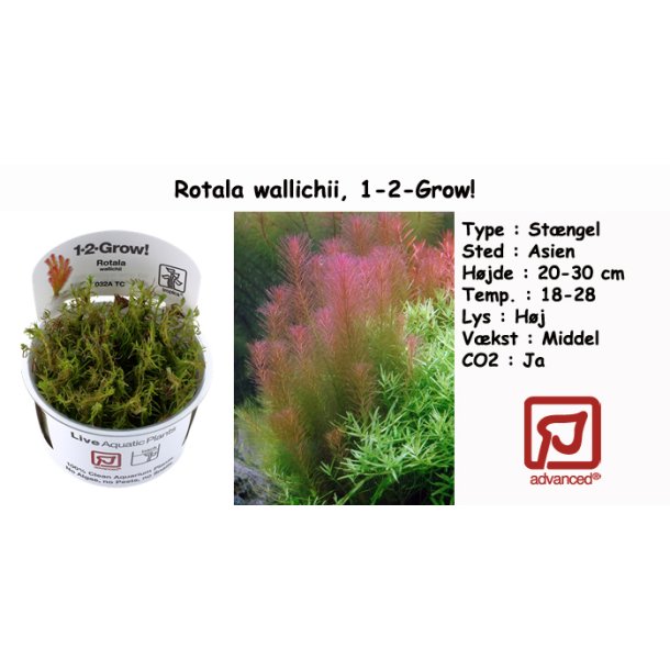 Rotala wallichii, 1-2-Grow! 