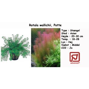 Rotala wallichii, Potte