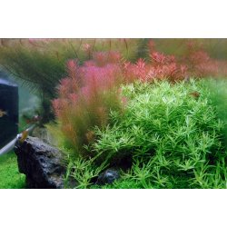 Rotala wallichii, 1-2-Grow! 
