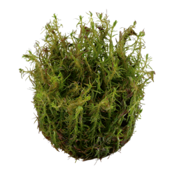 Rotala wallichii, 1-2-Grow! 