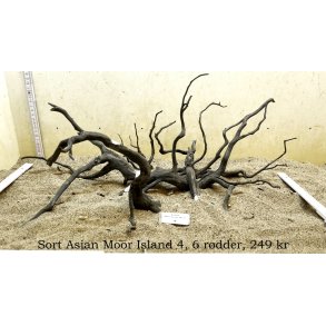 Sort Asian Moor Island (WYSIWYG)