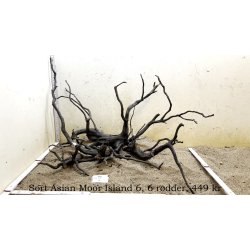 Sort Asian Moor Island (WYSIWYG)