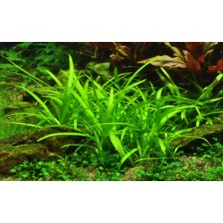 Sagittaria subulata, 1-2-Grow! 