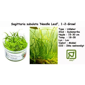 Sagittaria subulata 'Needle Leaf', 1-2-Grow! 