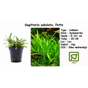 Sagittaria subulata, Potte