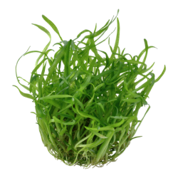 Sagittaria subulata, 1-2-Grow! 