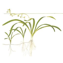 Sagittaria subulata, 1-2-Grow! 