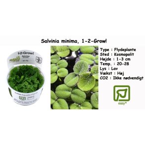 Salvinia minima - Flydeplante, 1-2-Grow! 