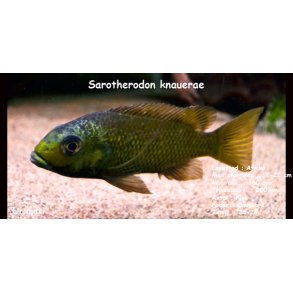 Sarotherodon knauerae