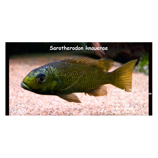 Sarotherodon knauerae