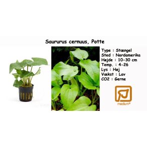 Saururus cernuus, Potte