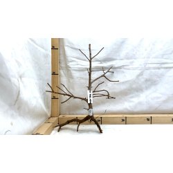 Scaper Tree (WYSIWYG)