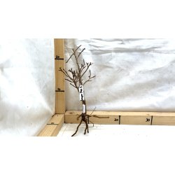 Scaper Tree (WYSIWYG)