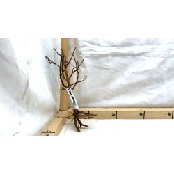 Scaper Tree (WYSIWYG)