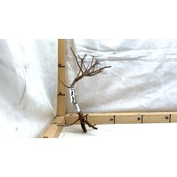 Scaper Tree (WYSIWYG)