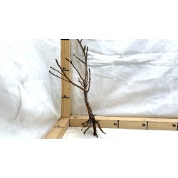 Scaper Tree (WYSIWYG)