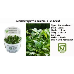 Schismatoglottis prietoi, 1-2-Grow!