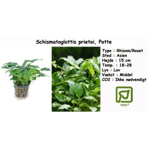 Schismatoglottis prietoi, Potte