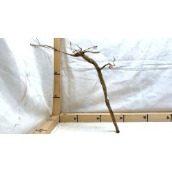 Senggani Rod (WYSIWYG)