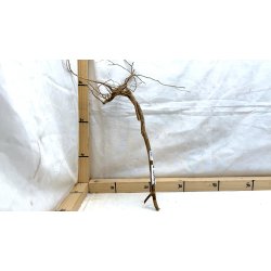 Senggani Rod (WYSIWYG)