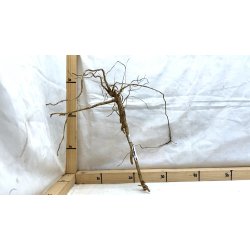 Senggani Rod (WYSIWYG)