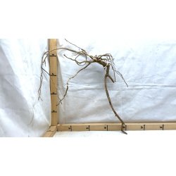 Senggani Rod (WYSIWYG)