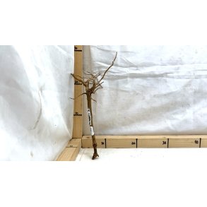 Senggani Rod (WYSIWYG)