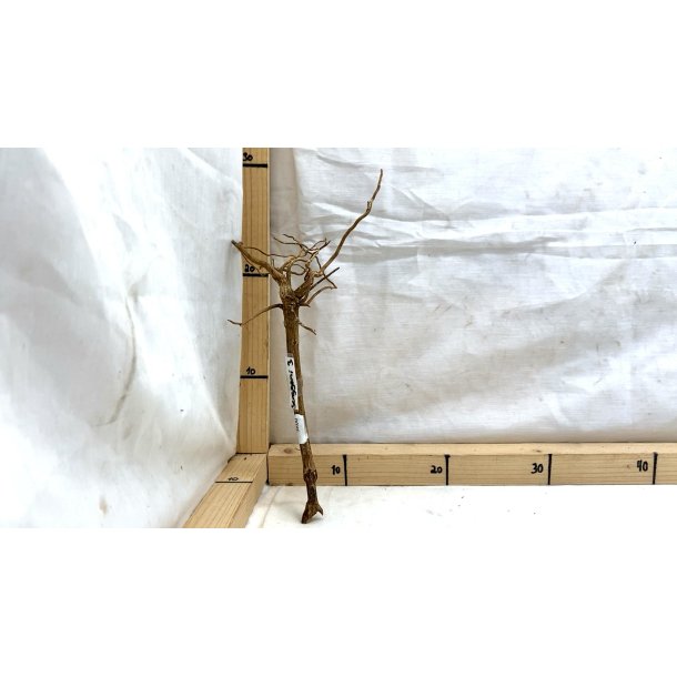 Senggani Rod (WYSIWYG)