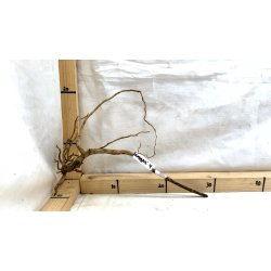 Senggani Rod (WYSIWYG)