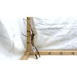 Senggani Rod (WYSIWYG)