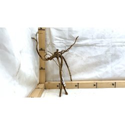 Senggani Rod (WYSIWYG)