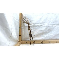 Senggani Rod (WYSIWYG)