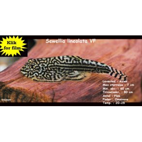 Sewellia lineolata - Violinsmerling VF